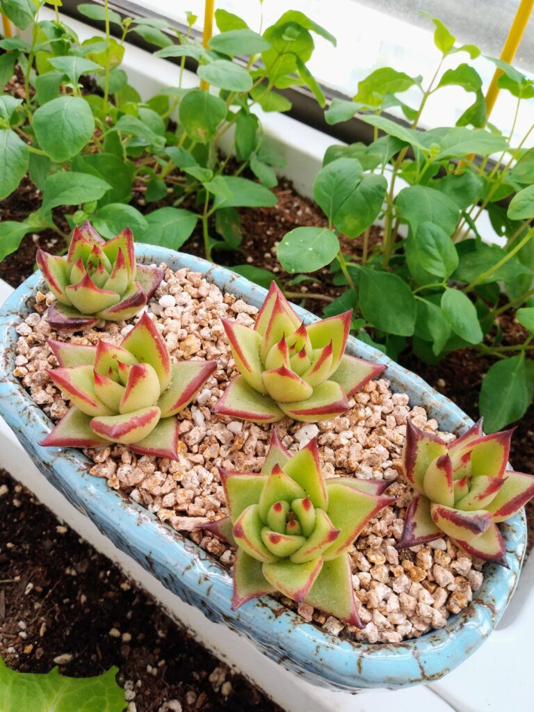 Korean Succulents