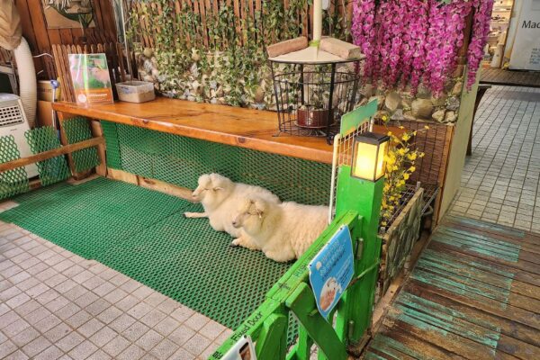 Top 3 pet cafes in Seoul for pawsome experience in 2024