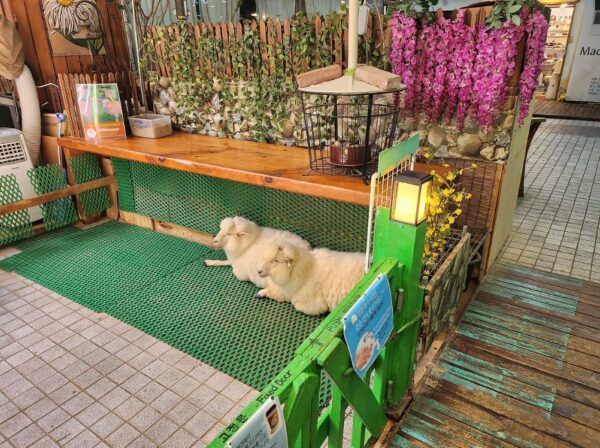 Top 3 pet cafes in Seoul for pawsome experience in 2024