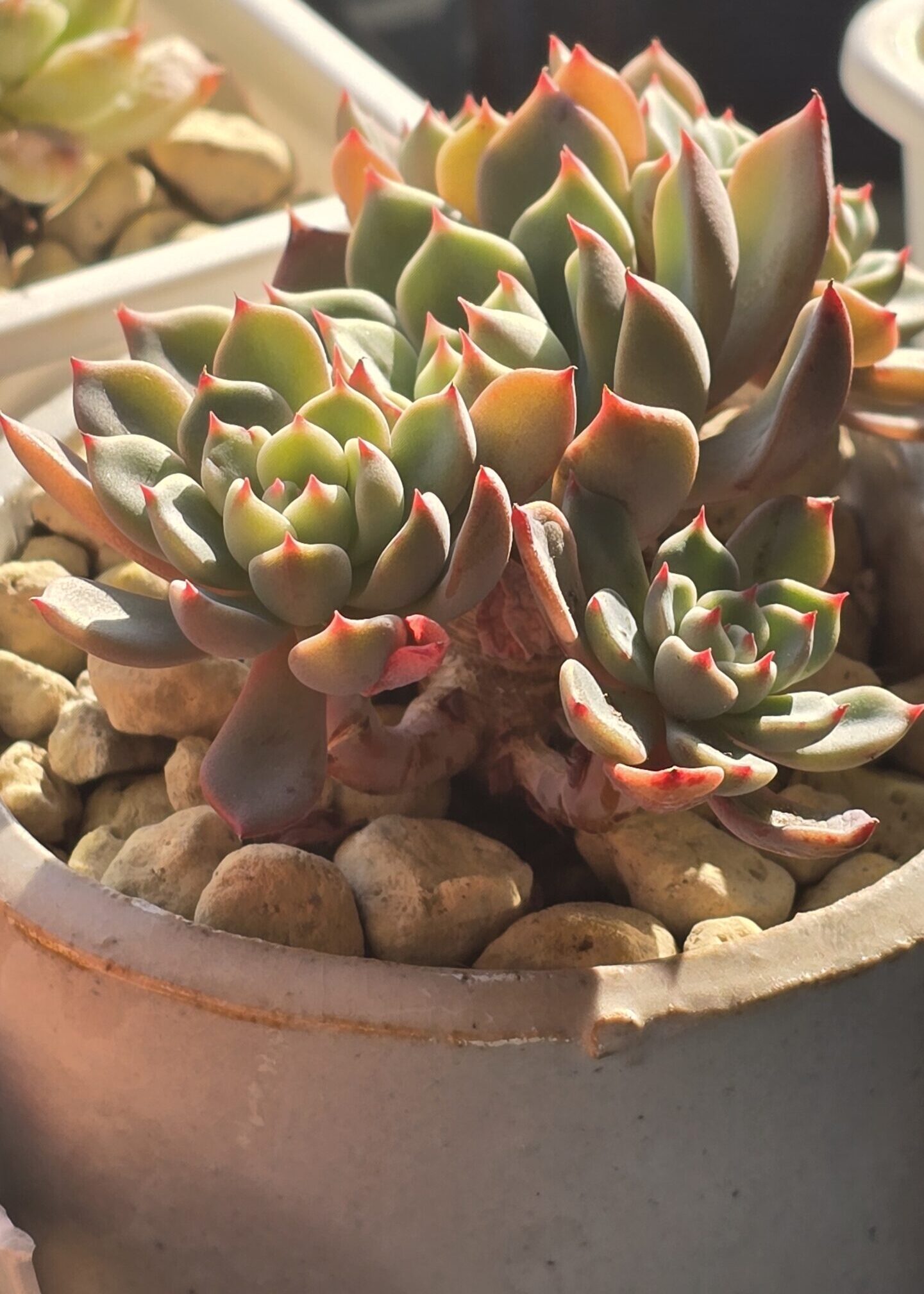 potted plants