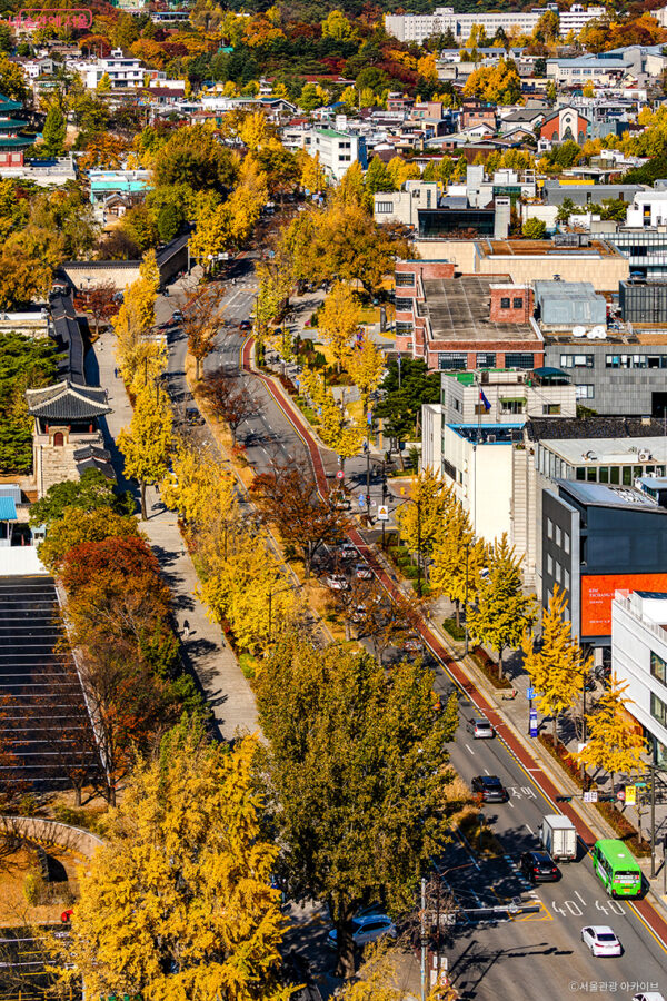 Seoul Autumn Foliage Walks: City’s 110 Scenic Routes in 2025