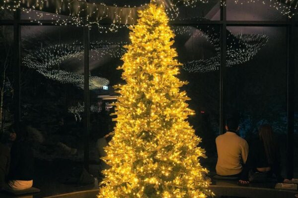 5 Must-Visit “Big Christmas Tree Cafes” This Winter