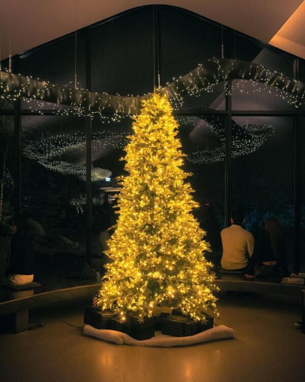 5 Must-Visit “Big Christmas Tree Cafes” This Winter